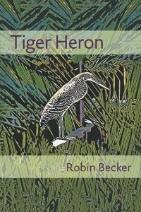 Tiger Heron
